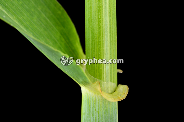 Graminée (orge) - gryphea.org
